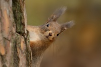 Veverka obecna - Sciurus vulgaris - Red squirrel 6769